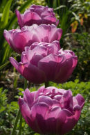 Plum tulips