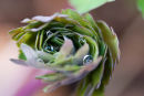 Sedum head with raindrops