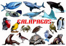 Galapagos - Digital