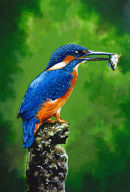 Kingfisher - Acrylic