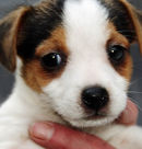 Droitwich Dog