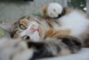 Daisy The Cat - A photography competition winner