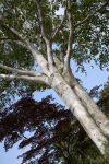 Twin Birches