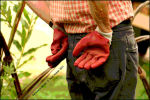 Gardener's Gloves