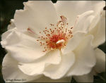White Rose