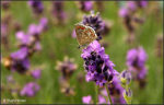 Butterfly and Lavender