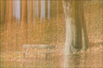 Autumn Seat