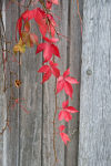 Autumn Leaves on Wood
