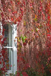 Autumn Shades