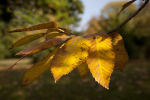 Chestnut Leaves
