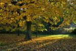 Shafts of light