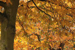 Christchurch Park Tree