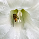 Curves on bindweed