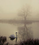 Winter Reflections