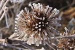 Frozen burdock
