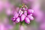 Heather