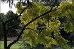 Abbey Garden Tree