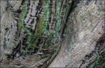 Tree Bark