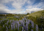 Lupins