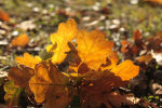 Oak Leaves