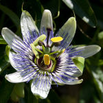 Passion flower