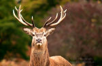 Autumn Antlers