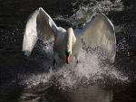 Splashdown