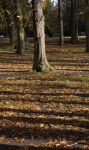Shadows and Trunks