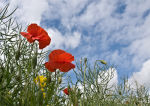 Two poppies against the sky