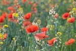 Wild poppies