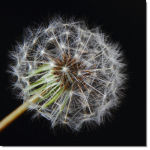 Dandilion
