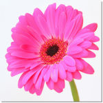 Gerbera