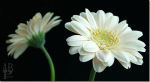 Gerbera Pair