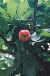 Ackee