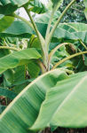Banana Leaves