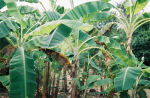 Banana trees