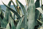 Aloe