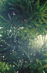Bamboo tree