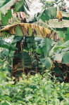 Banana tree