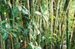 bamboo