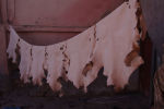 Camel leather out to dry, Marrakech