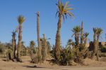 Oasis, Atlas Mountains_02