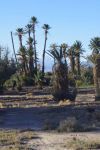 Oasis, Atlas Mountains_03