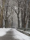 Central Park in snow 10