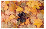 maple leaves on ground