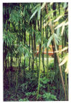Giverny Bamboo_01
