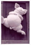 this little piggy is a boy