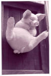 this little piggy is a girl