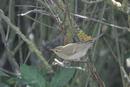 Greenish Warbler