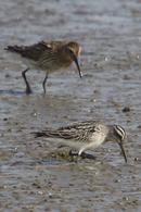 Broad-billed Sandpiper